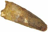 Fossil Spinosaurus Tooth - Real Dinosaur Tooth #311782-1